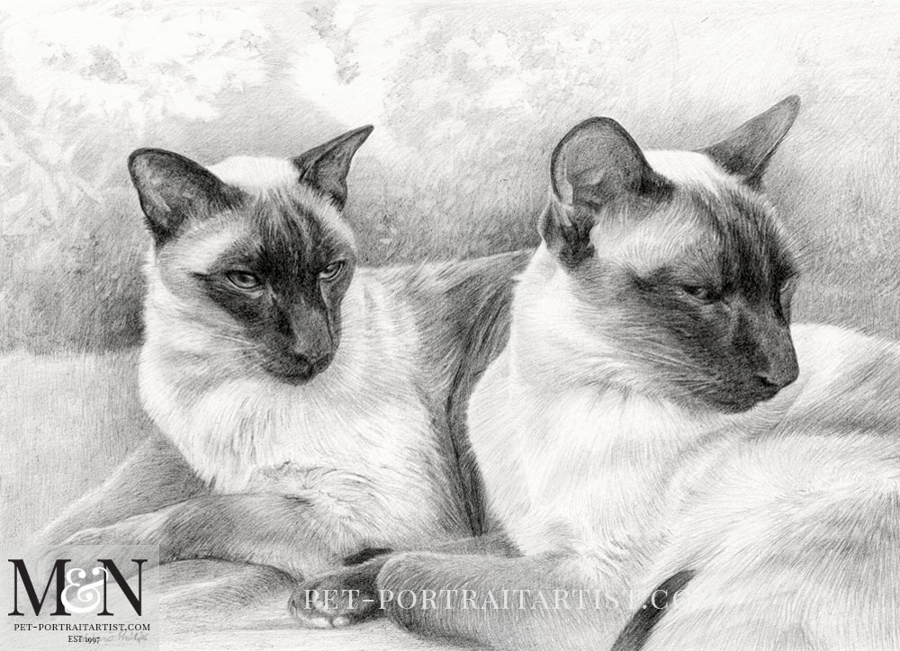Siamese Cats Pencil Portrait of Tai & Chi