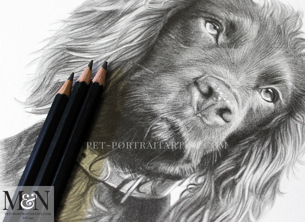 Cocker Spaniel Pencil Pet Portrait