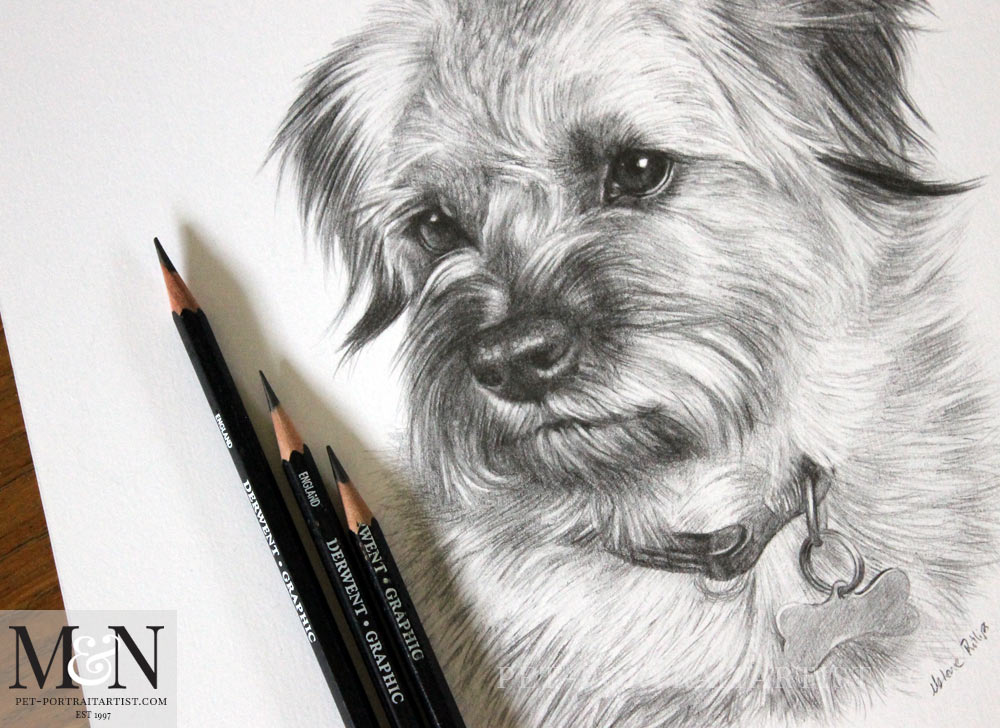 Pencil Pet Portraits Teasel! Melanie & Nicholas Pet Portraits