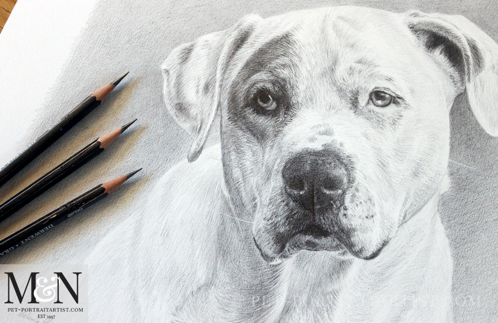 Pencil Pet Portrait of Kilo