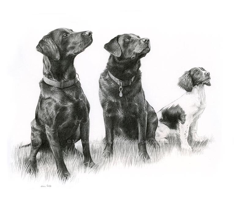 Pencil Portrait of Three Dogs