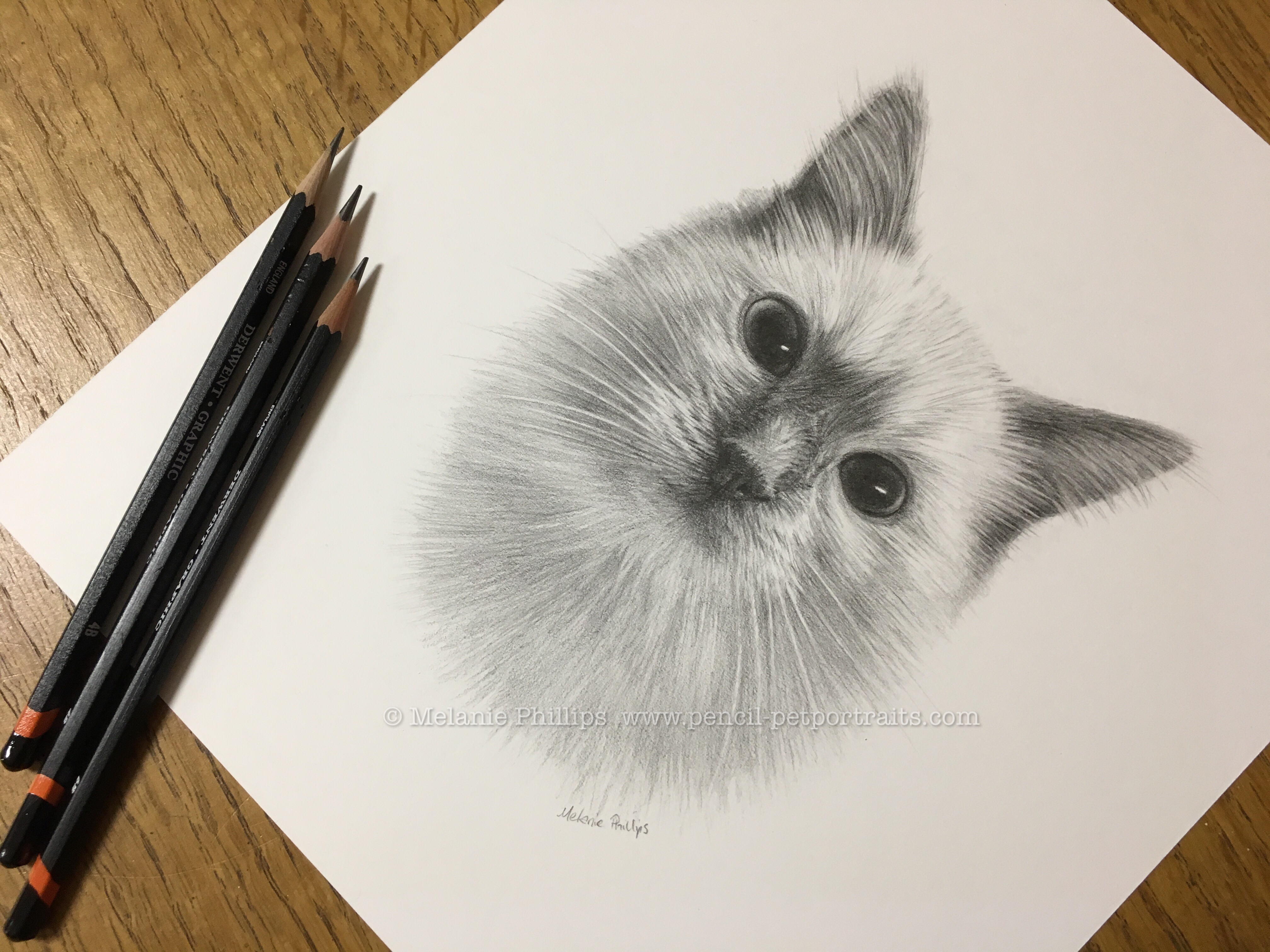 Cat Pencil Drawing of Padstow