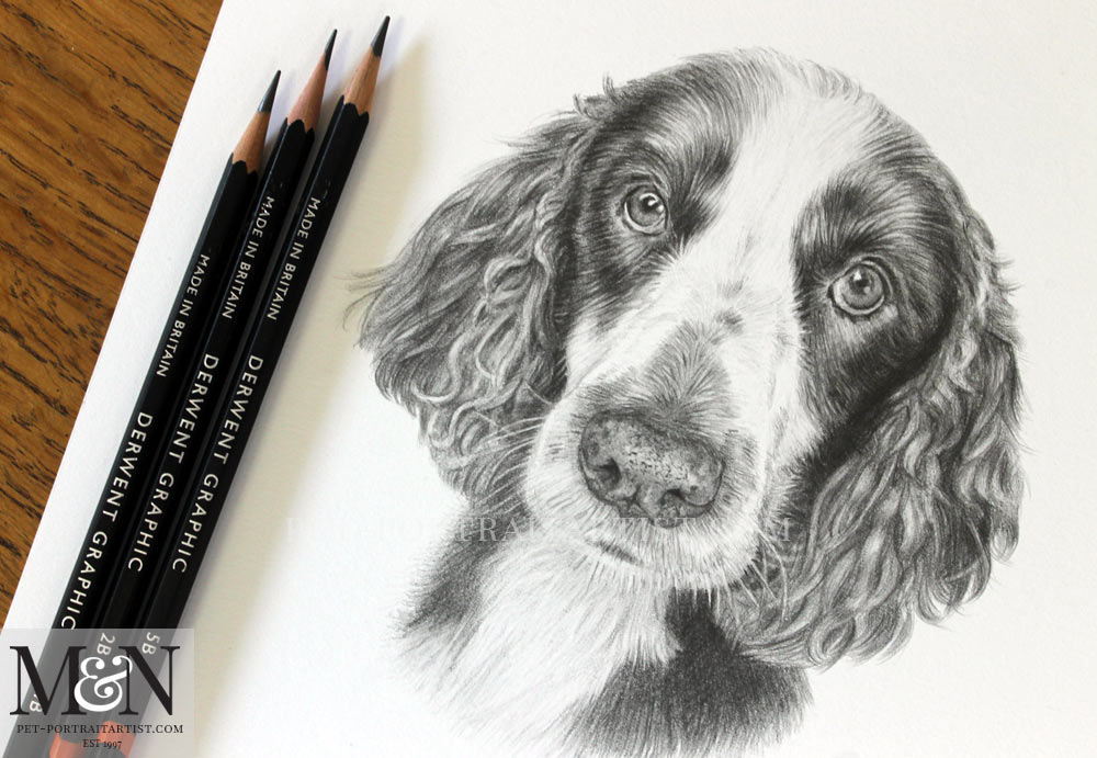 Pencil Pet Portrait of Spaniel