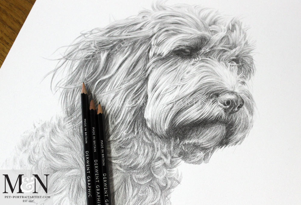 Pencil Pet Portrait of Ziggy