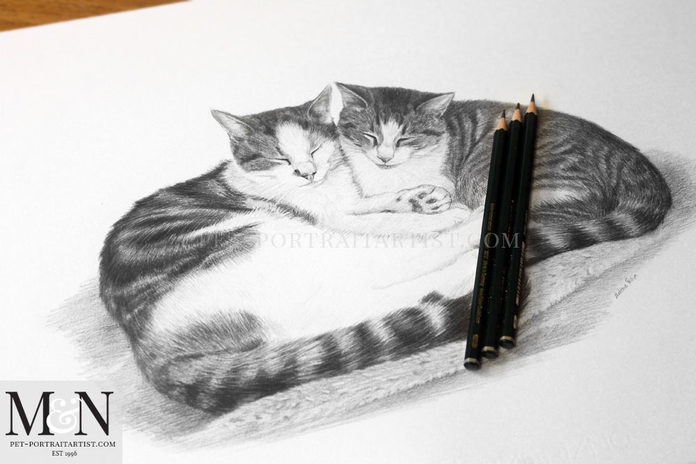 Cat Pencil Portrait