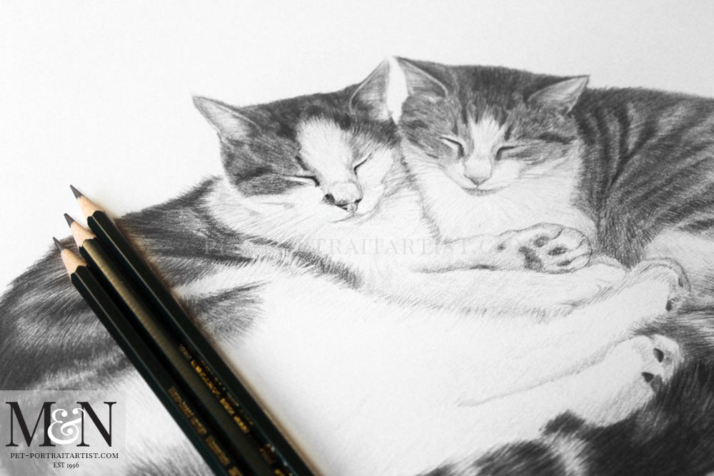 Cat Pencil Portrait