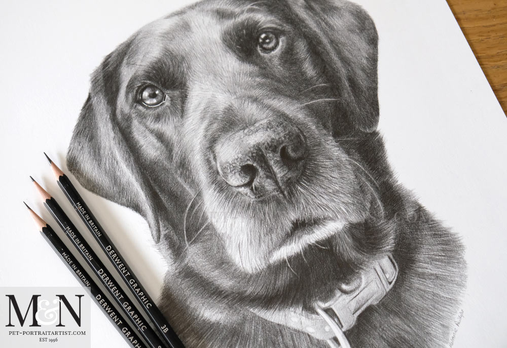 Black Labrador Pencil Drawing