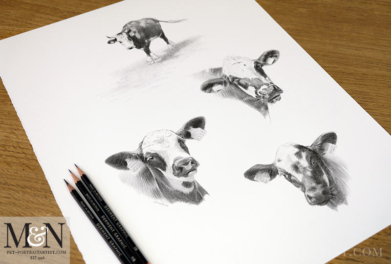 Bull Dog and Cow Pet Portraits