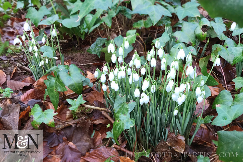 Melanie's January News First Snowdrops of 2019
