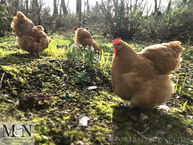 Melanie's February News Chickens in the Woodland 
