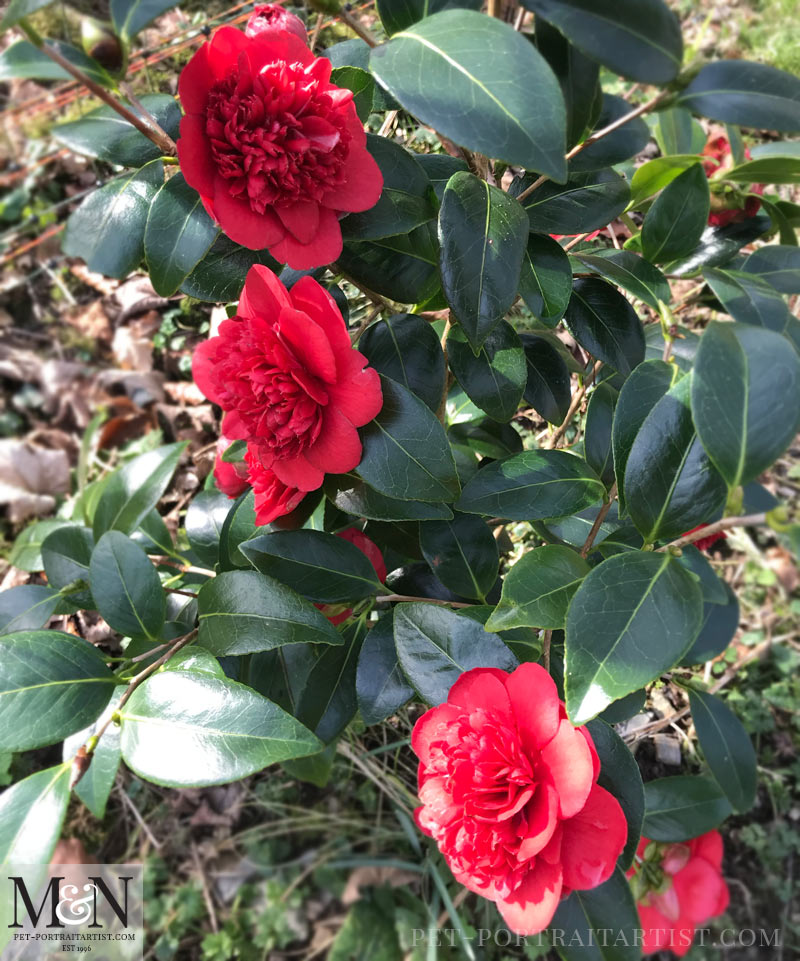 Melanie's February News Camellia's in Flower 