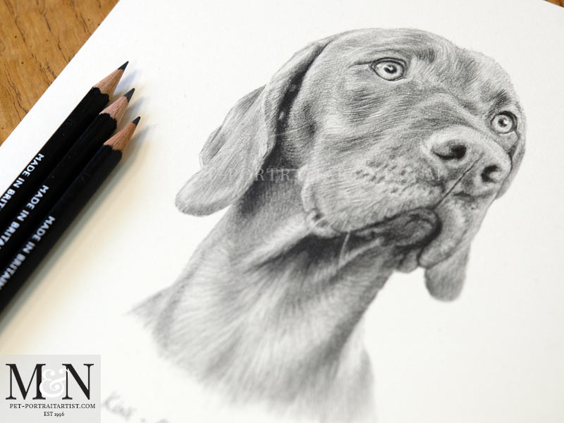 Vizsla Pencil Drawing