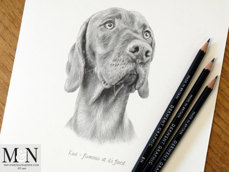 Vizsla Pencil Pet Portrait