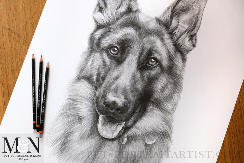 Alsatian Pencil Drawing Detail