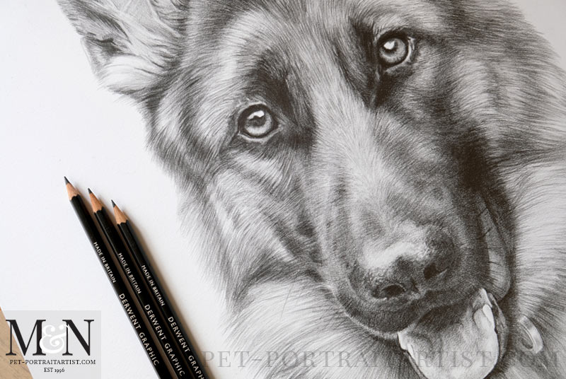 Alsatian Pencil Drawing Close Up