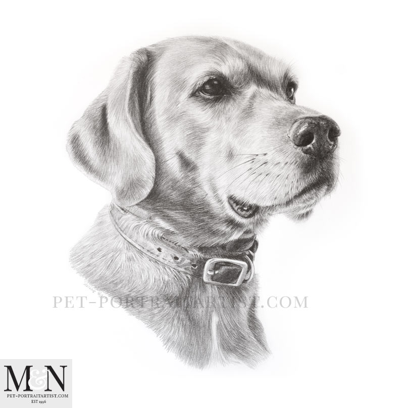 Pencil Pet Portrait of Rusty