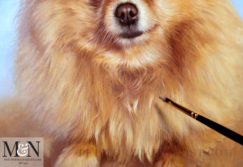 Oil Pet Portrait of Boo - In Progress
