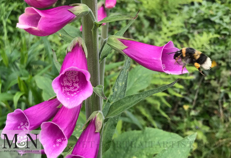 Bees and foxgloves