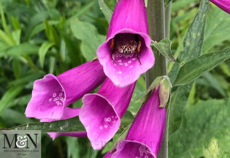 Foxgloves