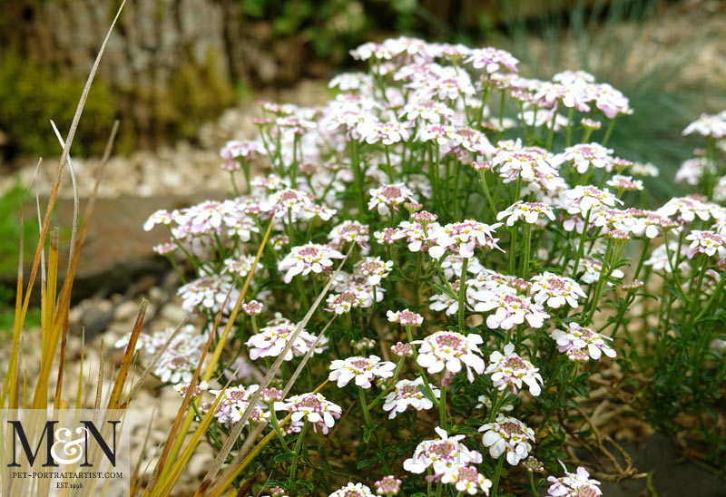 Garden flowering well...