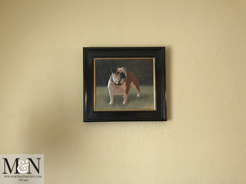 English Bull Dog Portrait Framed