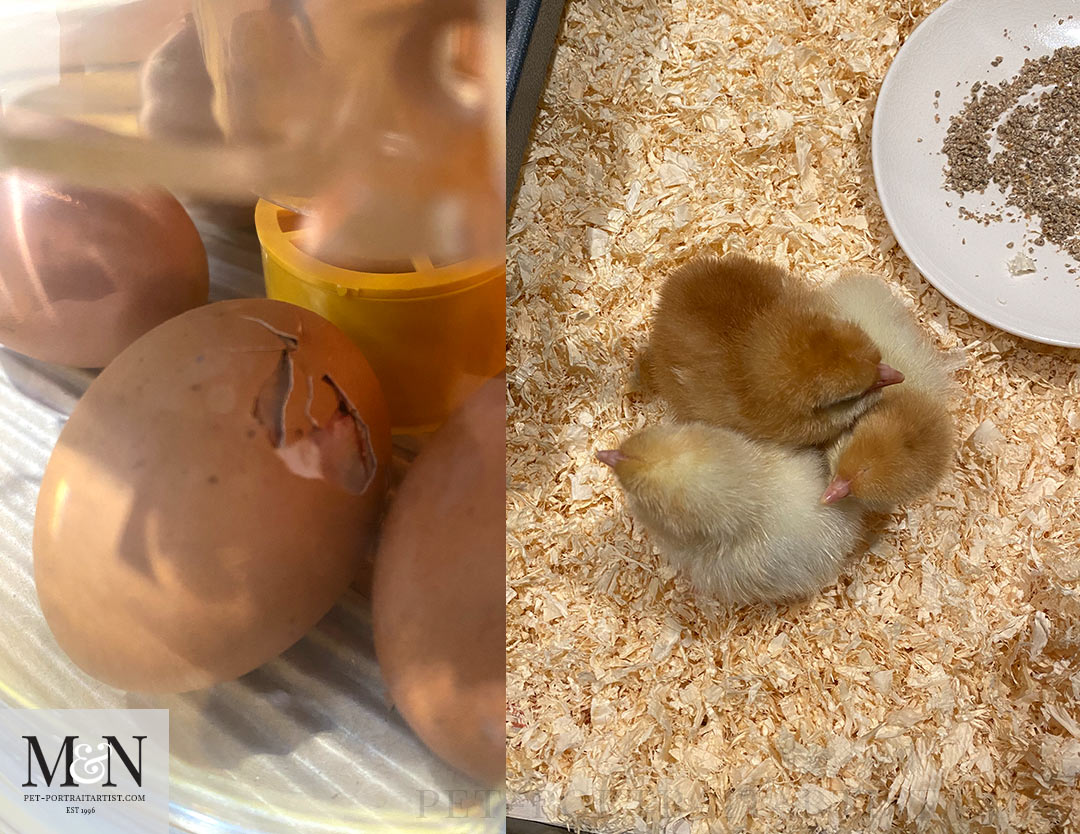 Melanie’s October Monthly News. The first three hatched on the right, hatching in the incubator on the left. 