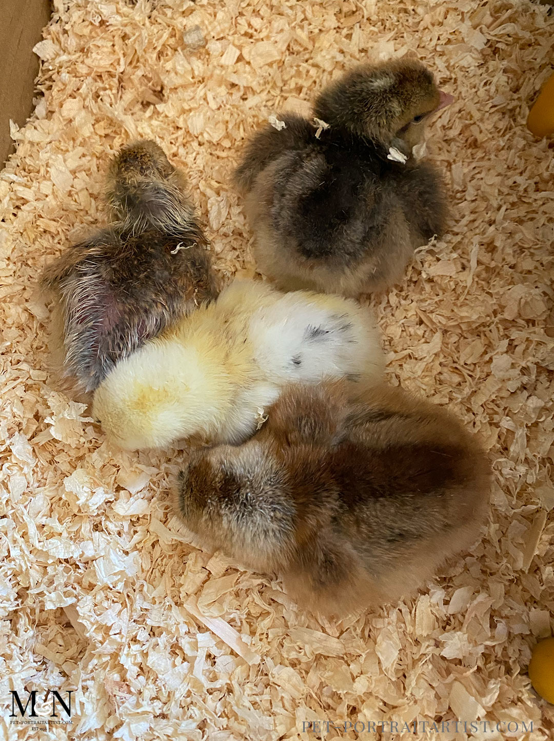 Melanie's April Monthly News - 4 baby chicks