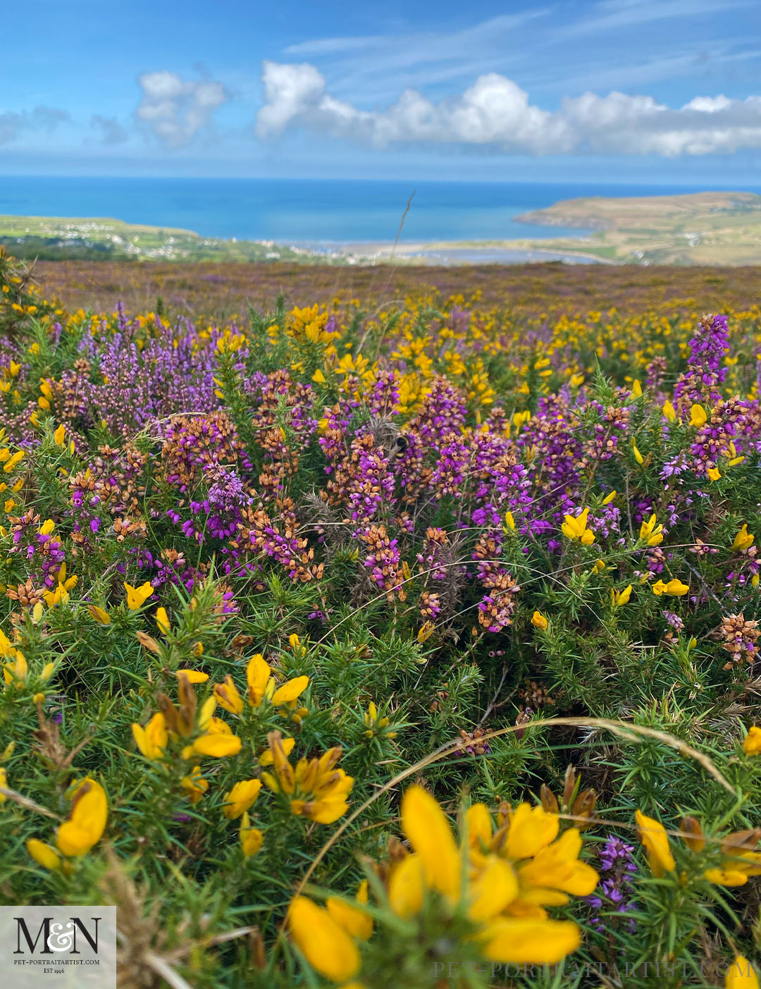 Heather and gorse 