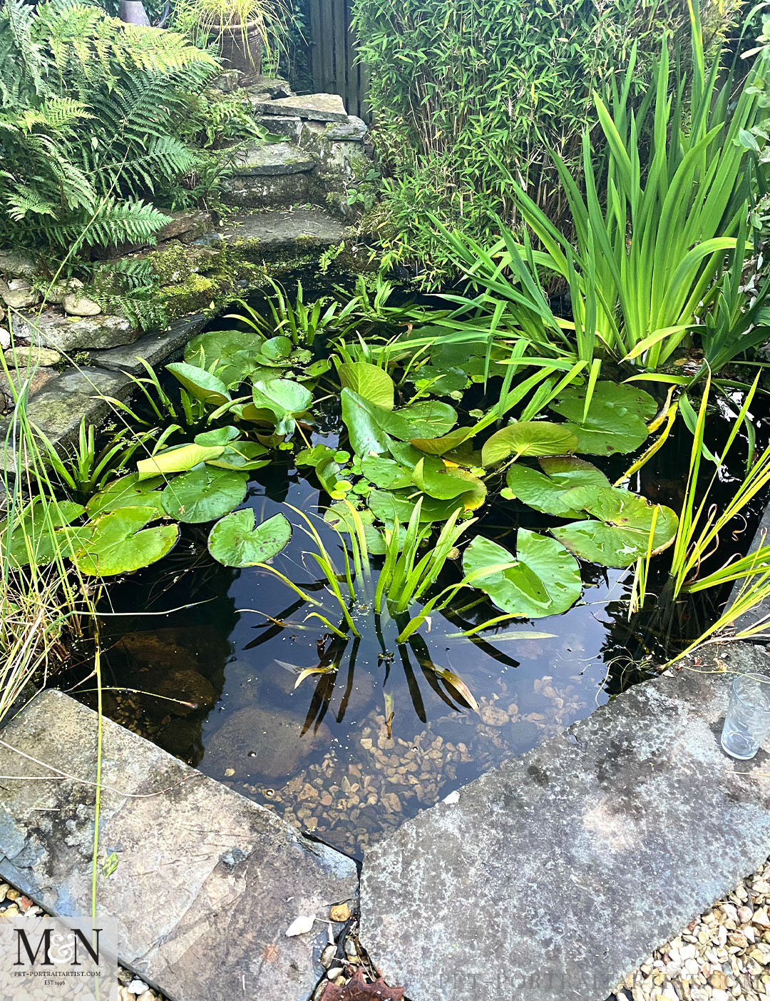 Our Garden Wildlife Pond - Melanie's August Monthly News
