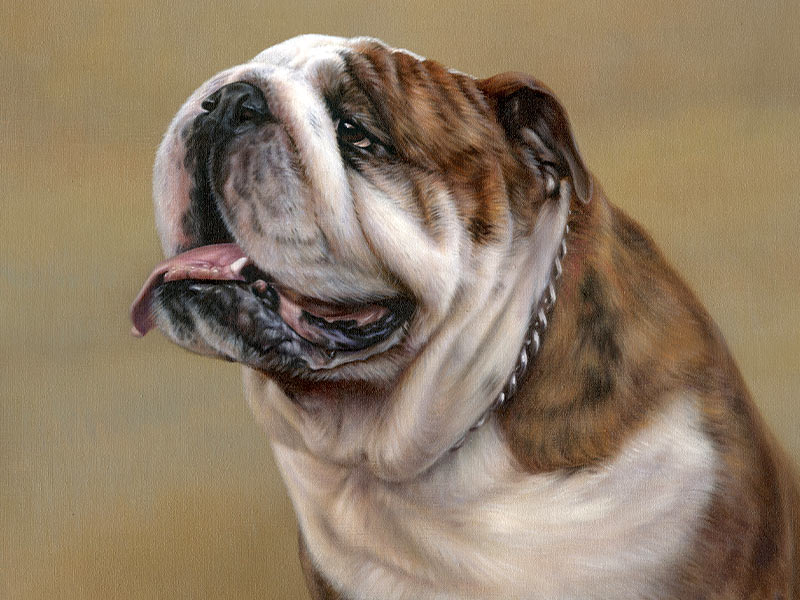 English Bull Dog Pet Portrait