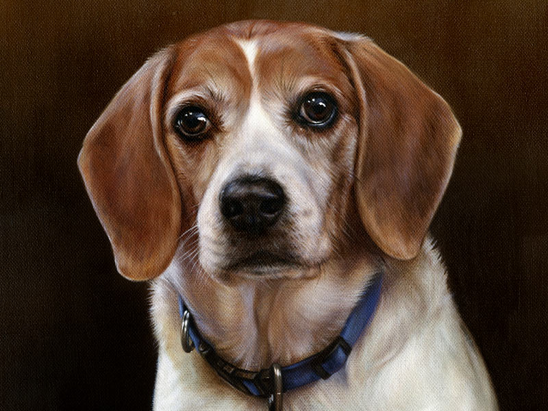 Dog Portraits – Beagle Oil Pet Portrait