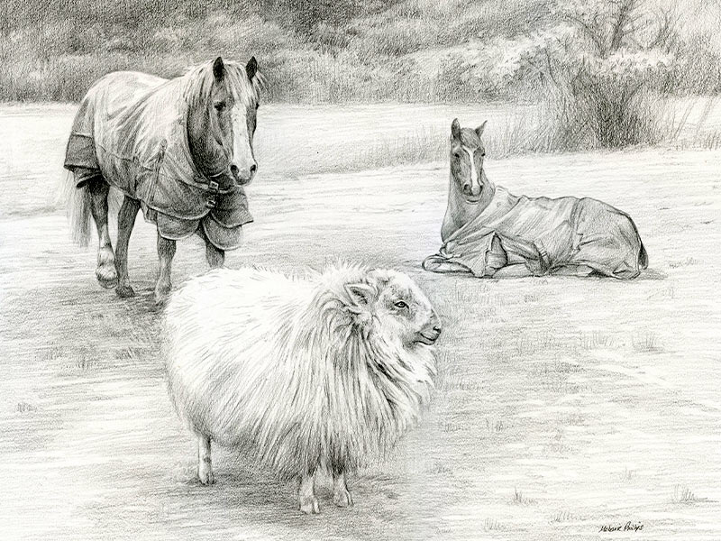 Pencil Portrait of Horses and Sheep