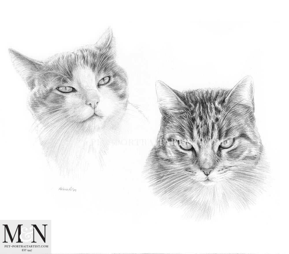 Cat Portrait of Nina and Smasher