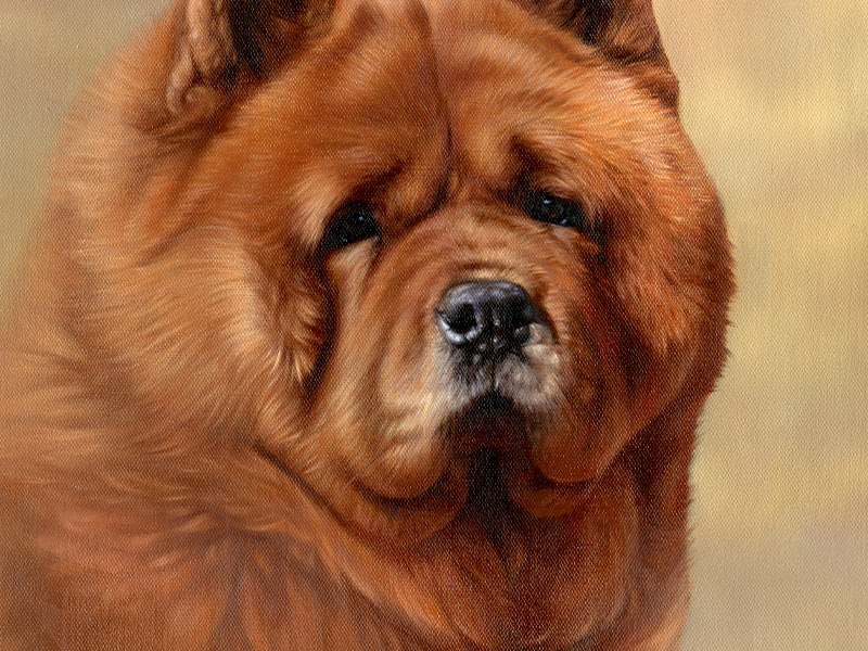 Oil Pet Portrait of Chow