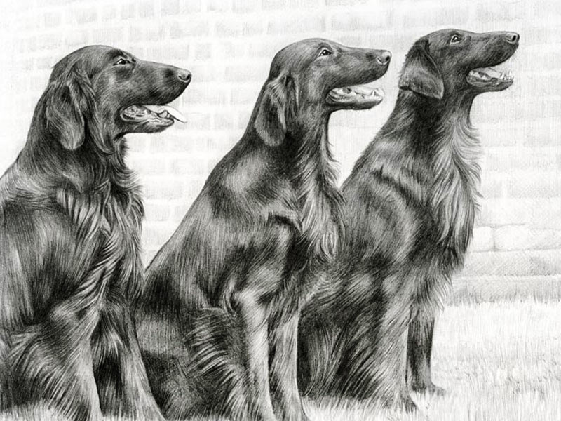 Flatcoated Retriever Pencil Portrait