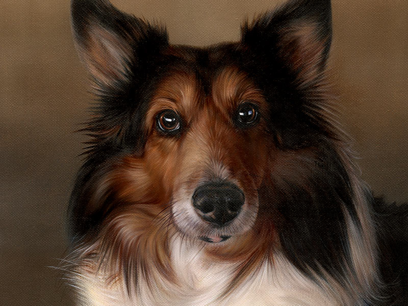 Sheltie Oil Pet Portrait