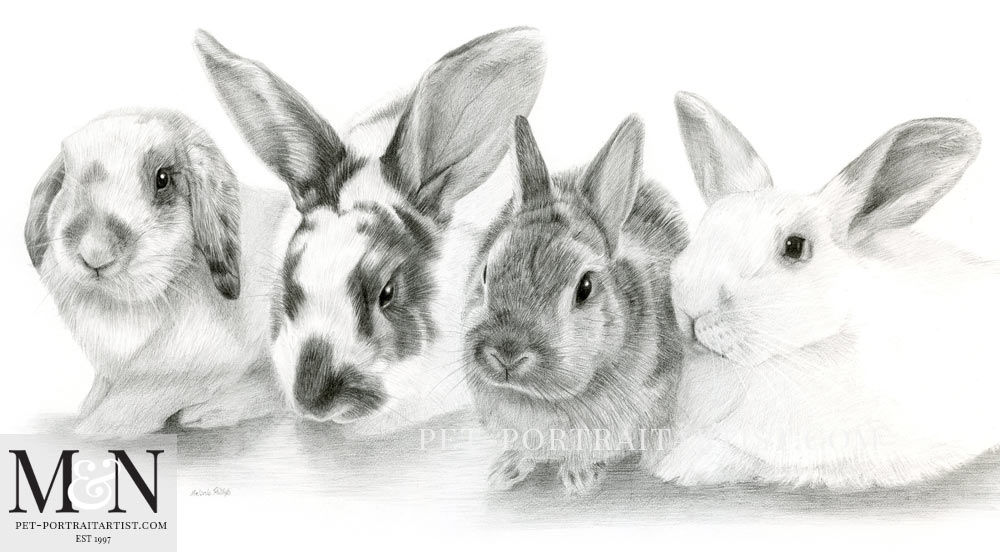 Cute Fluffy Rabbit Bunny Pencil Sketch