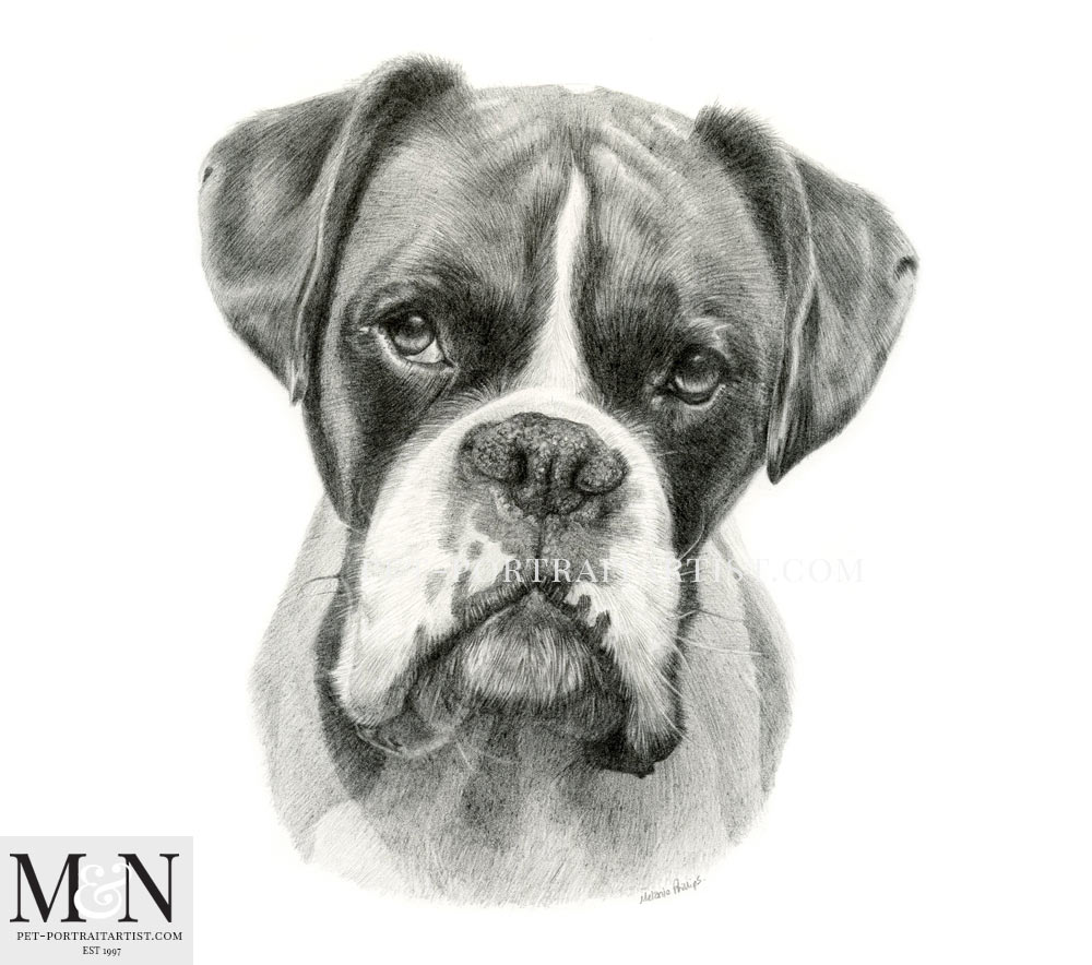 Boxer Dog Pencil Portrait of Milo