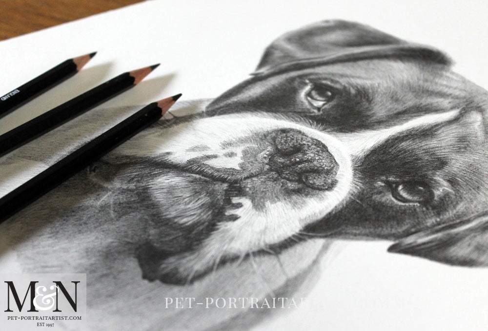 Boxer Dog Pencil Portrait of Milo