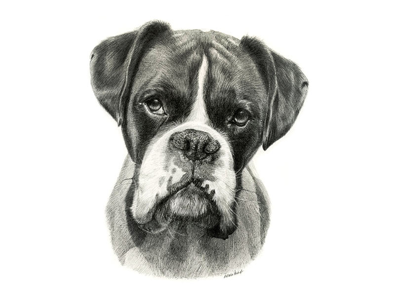 Boxer Dog Pencil Portrait