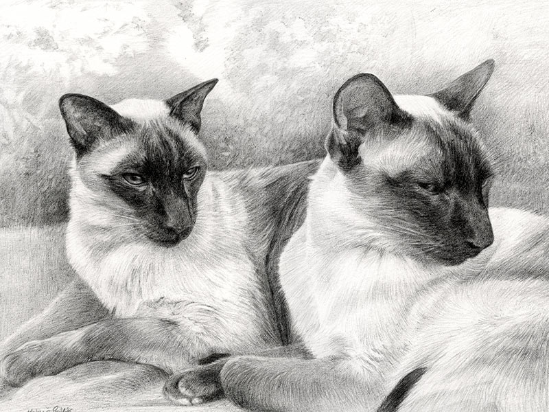 Siamese Cats Pencil Portrait