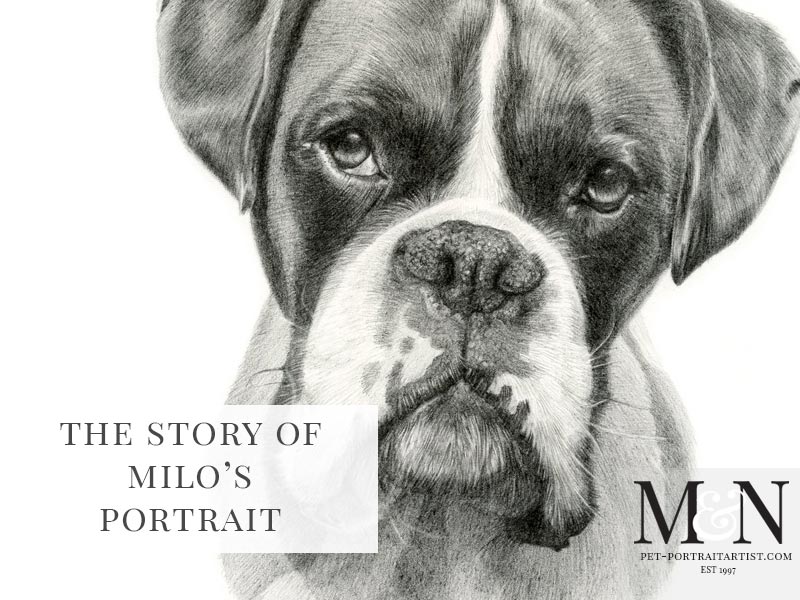 Boxer Dog Pencil Portrait