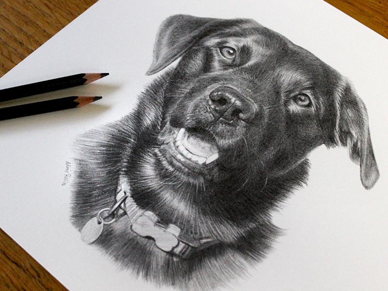 Labrador Pencil Drawing