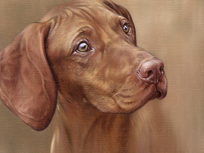 Vizsla Oil Pet Portrait