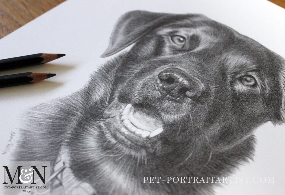 Labrador Pencil Drawing