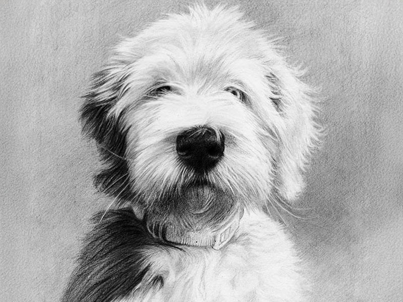 Old English Sheepdog Drawing