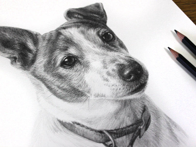 Jack Russell Pencil Portrait