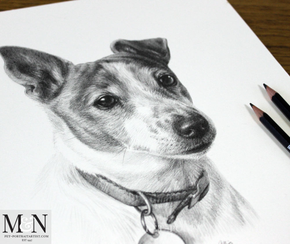 Pencil Pet Portrait of Judy