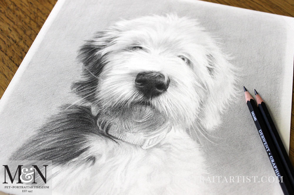 Old english best sale sheepdog drawing