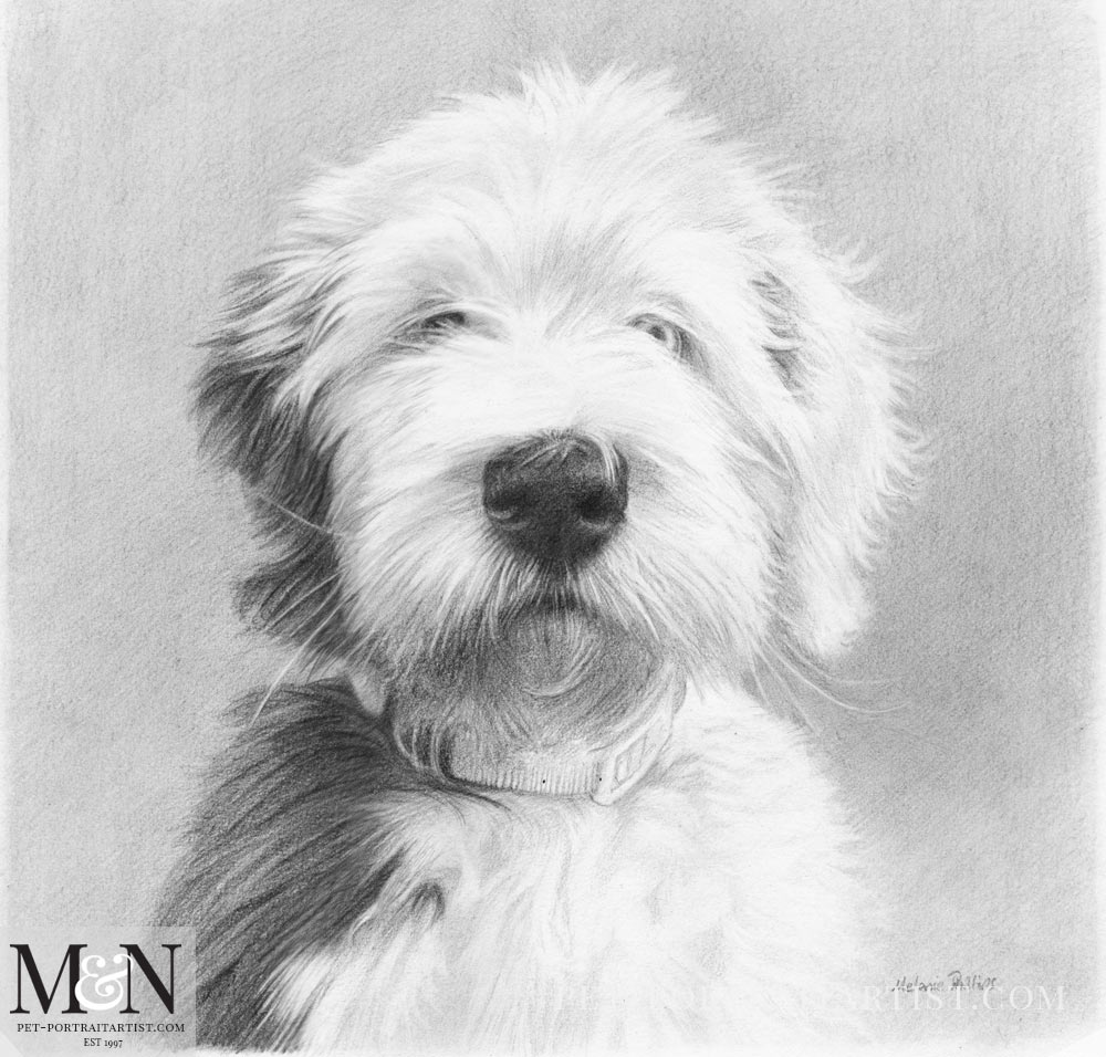 Old English Sheepdog Drawing